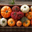 Cesta de setas y calabazas de temporada en un día otoñal.