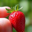 Mano sosteniendo fresas recién cosechadas de color rojo brillante.